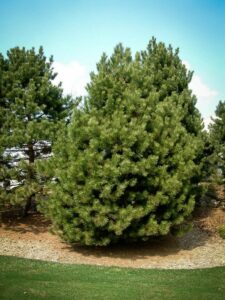 Сосна Чёрная (Pinus Nigra) купить по цене от 270.00р. в интернет-магазине «Посадика» с доставкой почтой в в Верхнеуральске и по всей России – [изображение №1].