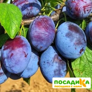 Слива Чачакская ранняя купить по цене от 229.00р. в интернет-магазине «Посадика» с доставкой почтой в в Верхнеуральске и по всей России – [изображение №1].