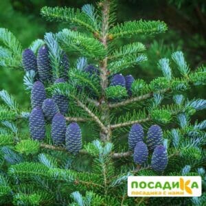 Пихта корейская (Abies koreana) купить по цене от 450.00р. в интернет-магазине «Посадика» с доставкой почтой в в Верхнеуральске и по всей России – [изображение №1].