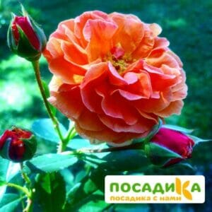 Роза Арабия купить по цене от 350.00р. в интернет-магазине «Посадика» с доставкой почтой в в Верхнеуральске и по всей России – [изображение №1].