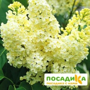 Сирень Примроуз (Primrose) купить по цене от 529.00р. в интернет-магазине «Посадика» с доставкой почтой в в Верхнеуральске и по всей России – [изображение №1].