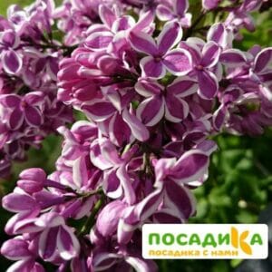 Сирень Сенсация купить по цене от 529.00р. в интернет-магазине «Посадика» с доставкой почтой в в Верхнеуральске и по всей России – [изображение №1].