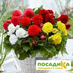 Бегония Фимбриата купить по цене от 235р. в интернет-магазине «Посадика» с доставкой почтой в в Верхнеуральске и по всей России – [изображение №1].
