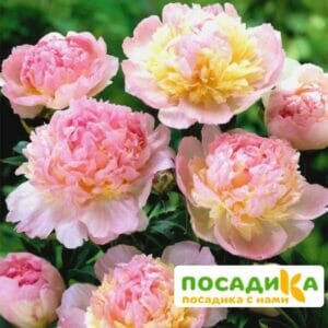 Пион Распберри Сандей (Paeonia Raspberry Sundae) купить по цене от 959р. в интернет-магазине «Посадика» с доставкой почтой в в Верхнеуральске и по всей России – [изображение №1].