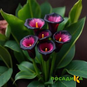 Калла Аура Лейс купить по цене от 400р. в интернет-магазине «Посадика» с доставкой почтой в в Верхнеуральске и по всей России – [изображение №1].