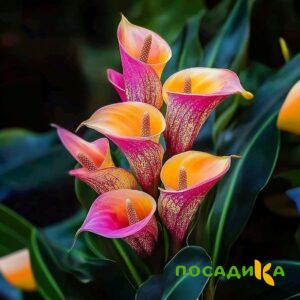 Калла Оникс купить по цене от 450р. в интернет-магазине «Посадика» с доставкой почтой в в Верхнеуральске и по всей России – [изображение №1].