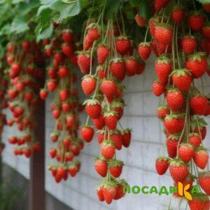 Клубника вьющаяся Комплимент купить по цене от 470р. в интернет-магазине «Посадика» с доставкой почтой в в Верхнеуральске и по всей России – [изображение №1].