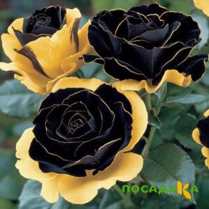 Роза Ханни Сикл купить по цене от 700р. в интернет-магазине «Посадика» с доставкой почтой в в Верхнеуральске и по всей России – [изображение №1].