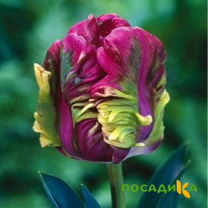 Тюльпан Экзотик Хэвен купить по цене от 186р. в интернет-магазине «Посадика» с доставкой почтой в в Верхнеуральске и по всей России – [изображение №1].