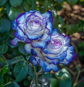 Роза Пэтолз Хоуп купить по цене от 333р. в интернет-магазине «Посадика» с доставкой почтой в в Верхнеуральске и по всей России – [изображение №1].