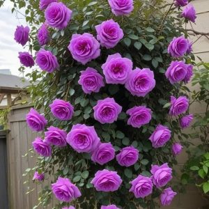 Роза Мистик Уайт купить по цене от 620р. в интернет-магазине «Посадика» с доставкой почтой в в Верхнеуральске и по всей России – [изображение №1].