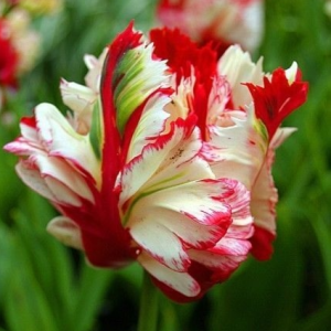 Тюльпан Эстелла Рижнвельд купить по цене от 500р. в интернет-магазине «Посадика» с доставкой почтой в в Верхнеуральске и по всей России – [изображение №1].