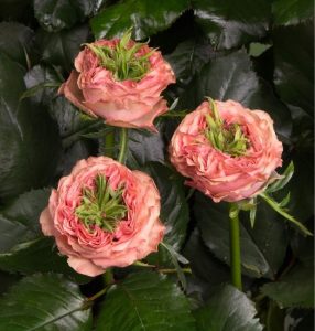 Роза Амбер Инчант купить по цене от 495р. в интернет-магазине «Посадика» с доставкой почтой в в Верхнеуральске и по всей России – [изображение №1].