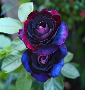 Роза Скарлет Рэвери купить по цене от 489р. в интернет-магазине «Посадика» с доставкой почтой в в Верхнеуральске и по всей России – [изображение №1].