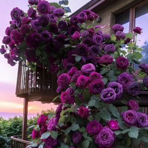 Роза Плетистая Плум Пэшн купить по цене от 610р. в интернет-магазине «Посадика» с доставкой почтой в в Верхнеуральске и по всей России – [изображение №1].