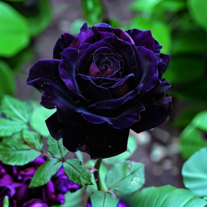 Роза Блэк Пантер купить по цене от 319р. в интернет-магазине «Посадика» с доставкой почтой в в Верхнеуральске и по всей России – [изображение №1].