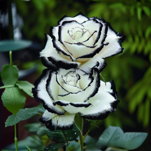 Роза Силк Ивин купить по цене от 319р. в интернет-магазине «Посадика» с доставкой почтой в в Верхнеуральске и по всей России – [изображение №1].