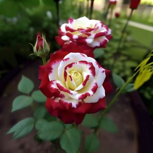 Роза Роял Глом купить по цене от 401р. в интернет-магазине «Посадика» с доставкой почтой в в Верхнеуральске и по всей России – [изображение №1].