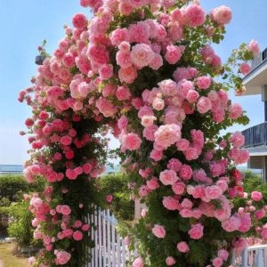 Роза Пастель Розе купить по цене от 605р. в интернет-магазине «Посадика» с доставкой почтой в в Верхнеуральске и по всей России – [изображение №1].