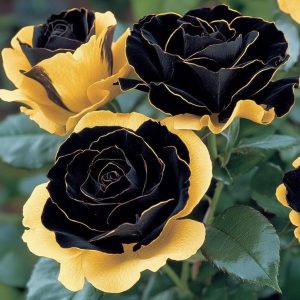 Роза Ханни Сикл купить по цене от 700р. в интернет-магазине «Посадика» с доставкой почтой в в Верхнеуральске и по всей России – [изображение №1].