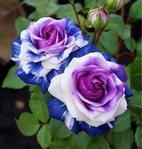 Роза Айвори Каскад купить по цене от 420р. в интернет-магазине «Посадика» с доставкой почтой в в Верхнеуральске и по всей России – [изображение №1].