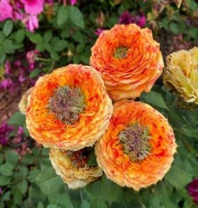 Роза Золотой Мираж купить по цене от 420р. в интернет-магазине «Посадика» с доставкой почтой в в Верхнеуральске и по всей России – [изображение №1].