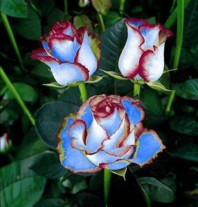 Роза Сафайер Пэтл купить по цене от 450р. в интернет-магазине «Посадика» с доставкой почтой в в Верхнеуральске и по всей России – [изображение №1].